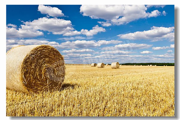 燃氣鍋爐采用濕背式爐體結構有什么優(yōu)勢？